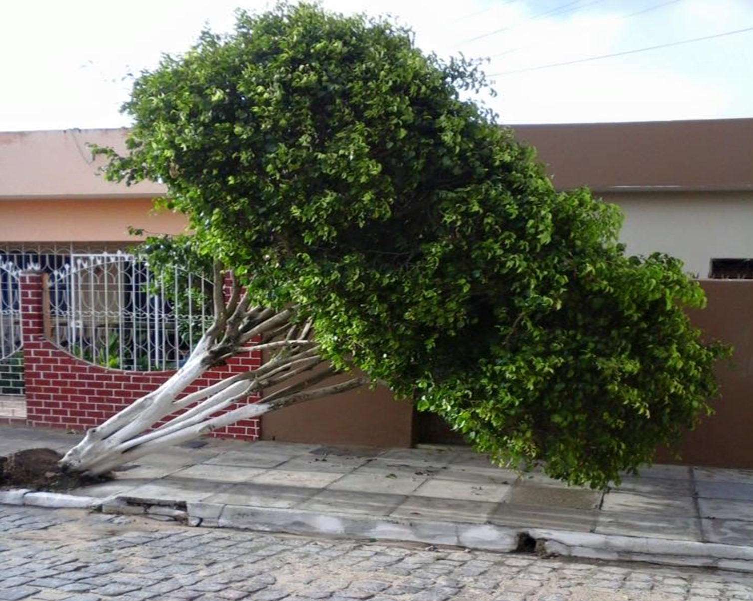 12733368_973407109391523_1397106919751960023_n