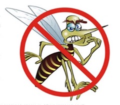 Aedes