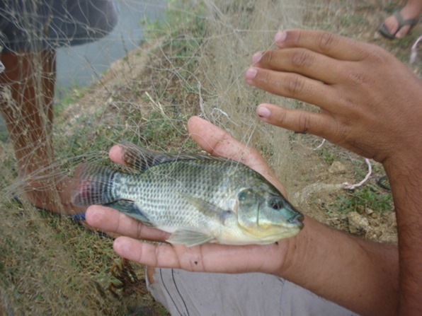 Camaratuba