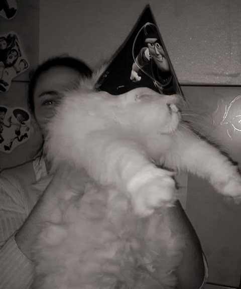 Gato Saloá